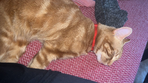 Garfield