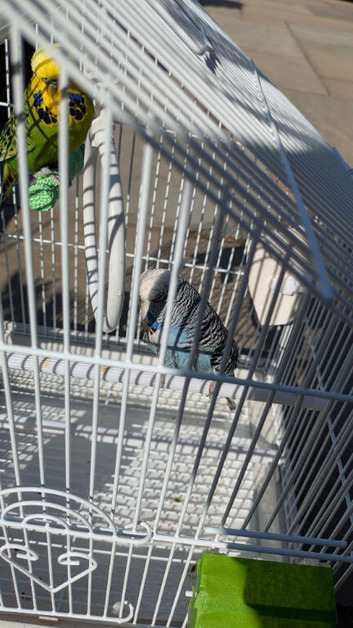 Bonded pair of budgies - proven pair.