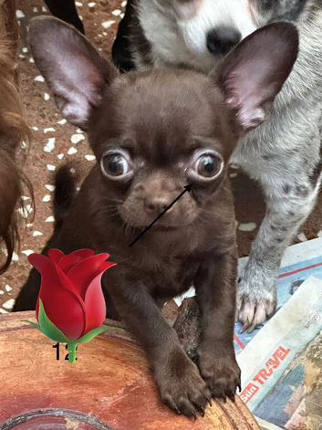 Chocolate Apple head chihuahua girl