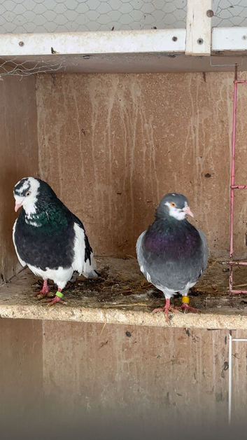 Pair of roller pigeons