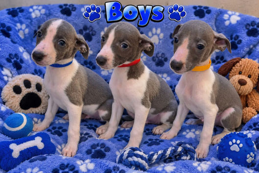 Beautiful Puppies Ready Now