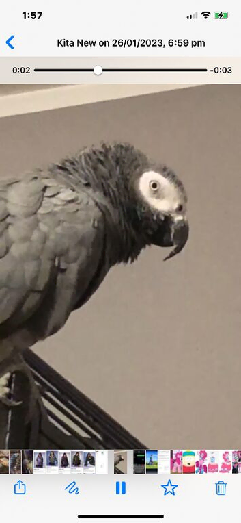 African grey