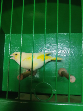 Pied greenfich