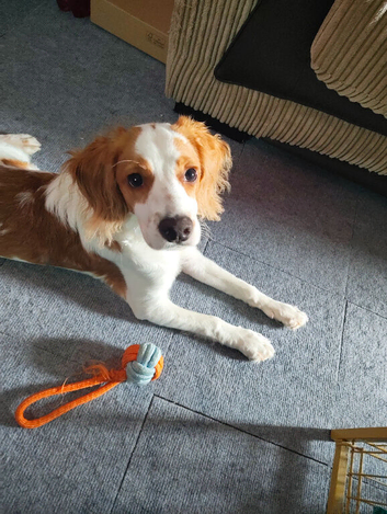 6 Month Old Cockapoo, Male, names Max