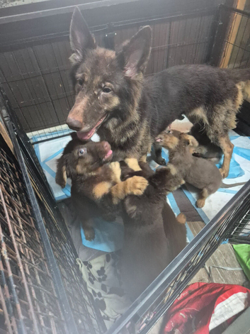 *RARE* liver german shepherd pups