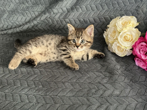 Mollys half ragdoll kittens ( ready to leave )