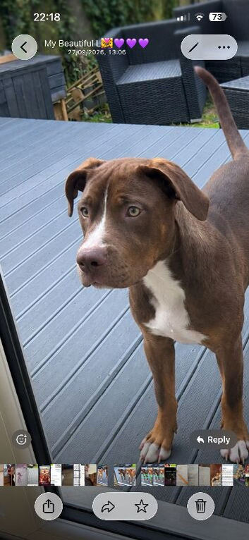 American bulldog x staffy