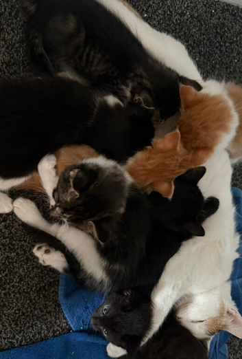 Beautiful kittens