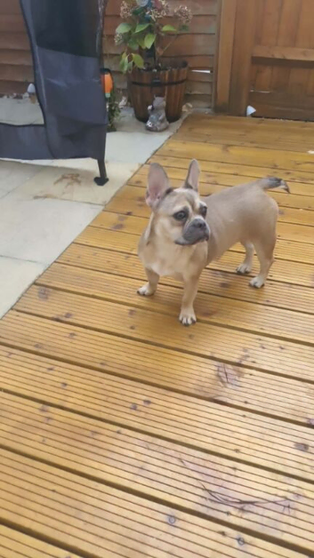 French bulldog Cross terrier