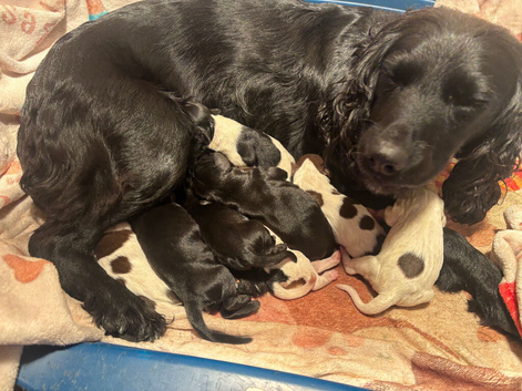 Beautiful sprockers pups