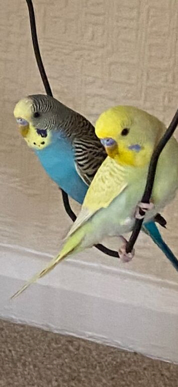Your budgies for sale