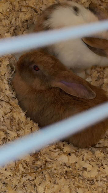 Baby rabbit