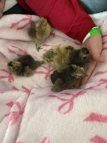 3x 3day old unsexed chicks