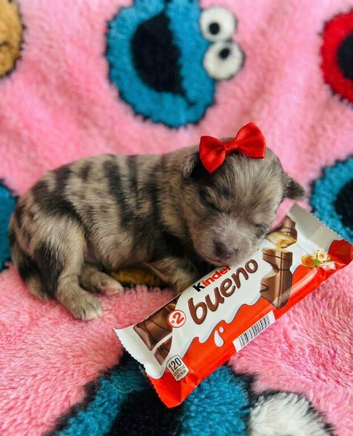 2 Mini Pom Star Left