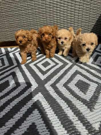 Adorable F1BB teddy bear cockapoos