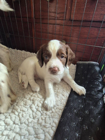 2 Springer Spaniel Pups for Sale, Aberdeenshire
