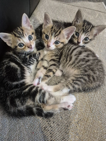 Kittens