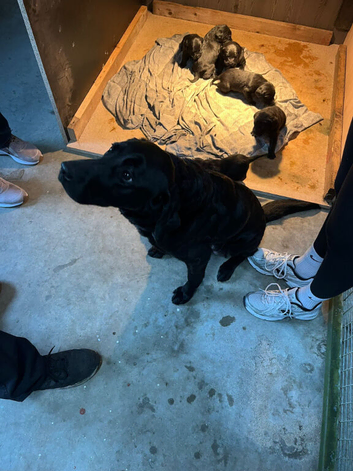 KC registered full pedigree labrador puppies