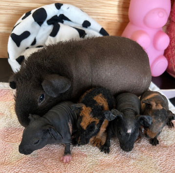 Skinny and Funky haired guinea pigs now available to reserve