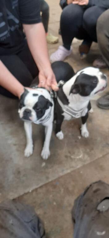 Boston terrier girls