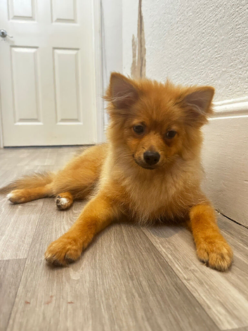 Fox Face Pomeranian dog