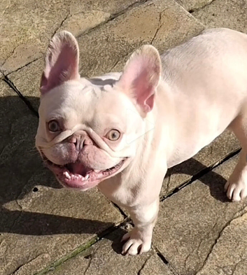 French bull dog girl