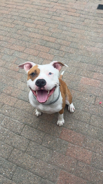 Amstaff American Staffordshire terrier