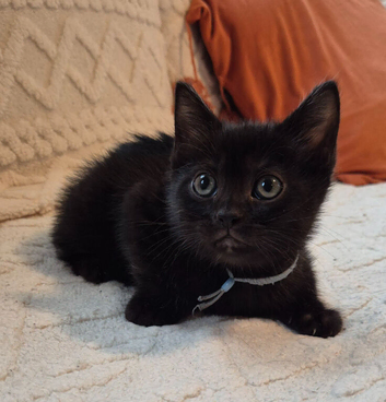 BENGAL X BRITISH SHORTHAIR