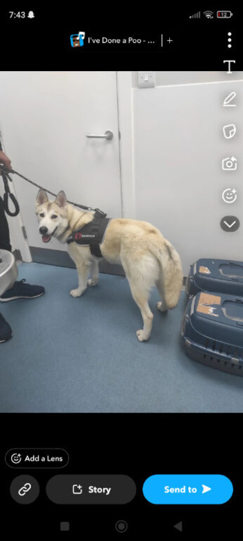 Siberian husky