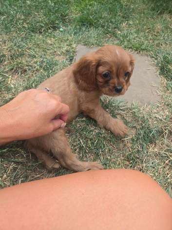 Beautiful pups