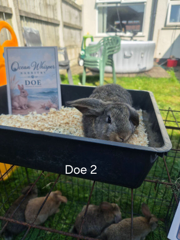 Stunning French Lop Litter