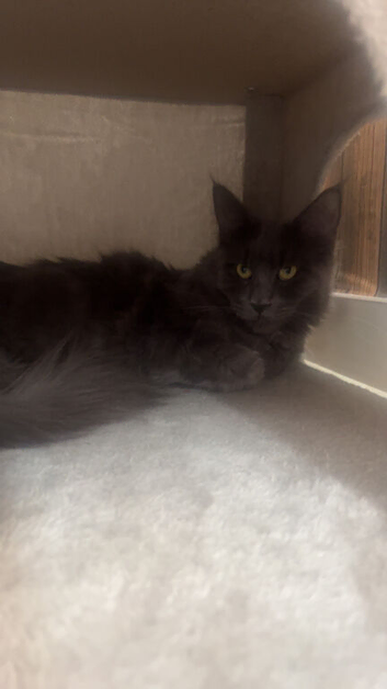 Female Maine coon