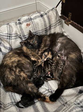 6 kittens available