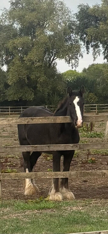 Silver dun filly cob