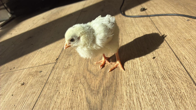 Bantam mix chicks for sale