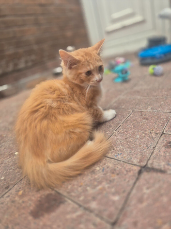 Maine coon kitten