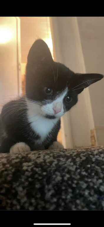 Beautiful Cat Called Lucy
