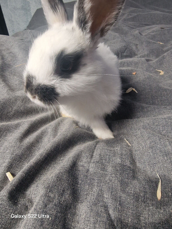 Rabbits for sale