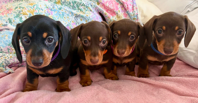 Beautiful Miniature Dachshund Puppies