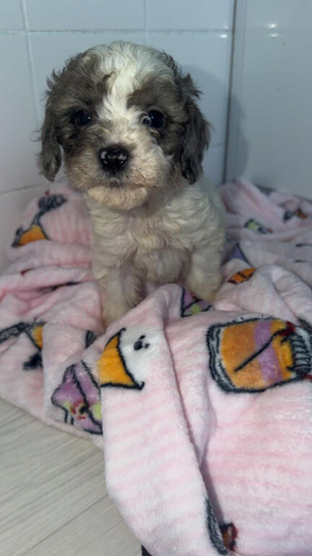 Toy poodle puppies
