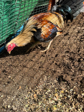 Aseel x shamo cockerel