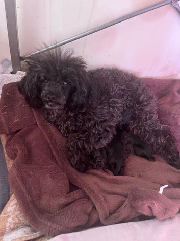 Toy poodles for sale