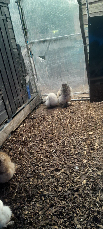 Silkie chickens