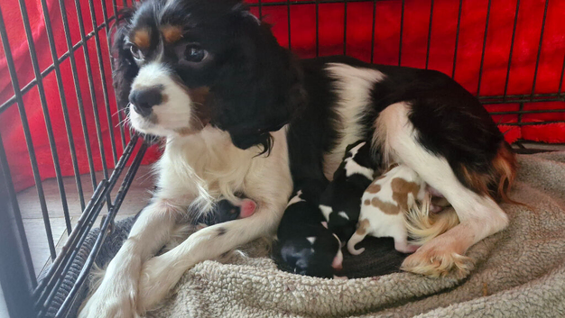 Cavalier puppies