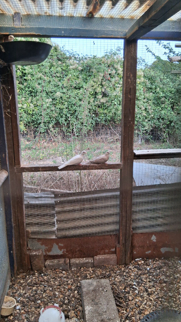 BARBARY DOVES   YOUNG VARIOUS COLOURS