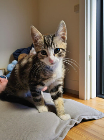 kittens looking for a forever loving home