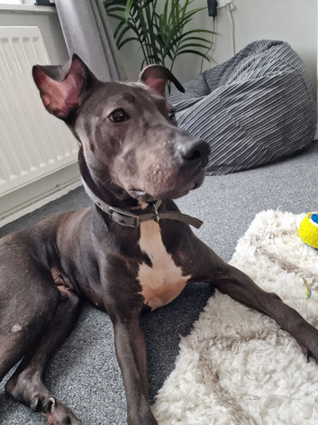 Beautiful 12 month old lurcher URGENTLY ready to leave