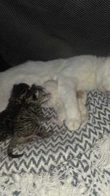 Kitten