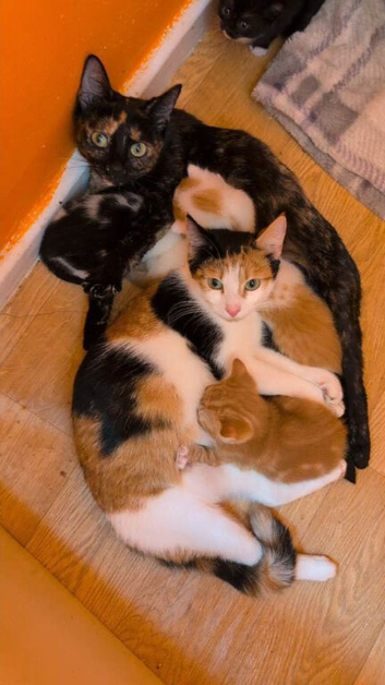 Kittens looking for forever home