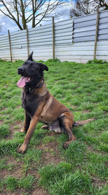 9 month old Belgian malinois
